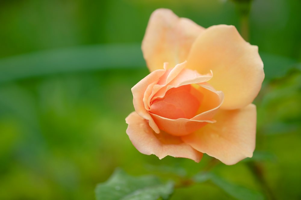 xf60mm f2.4 macro