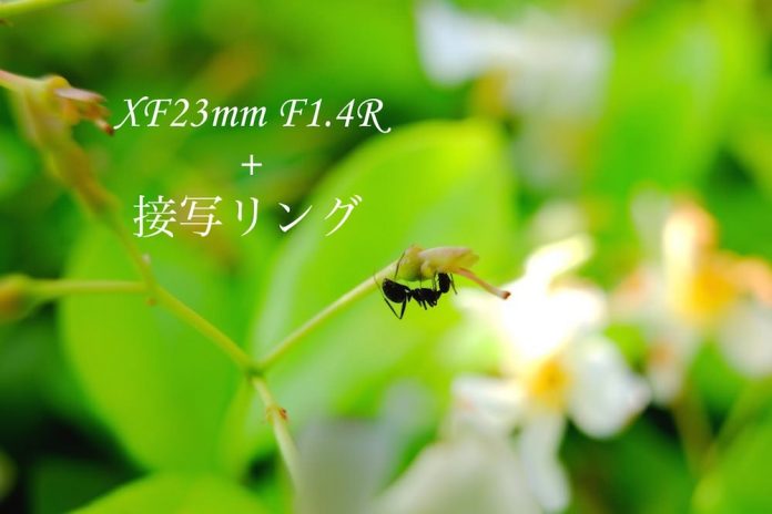 XF23mm F1.4 と接写リング